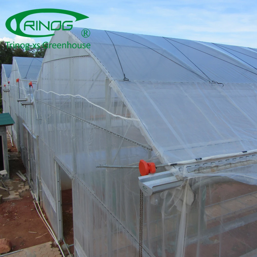 Tomato hydroponic greenhouse for agriculture farm