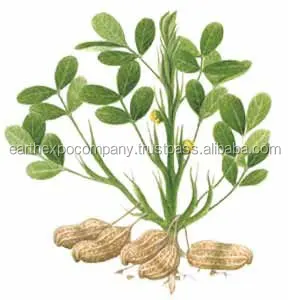 
 Семена растений  