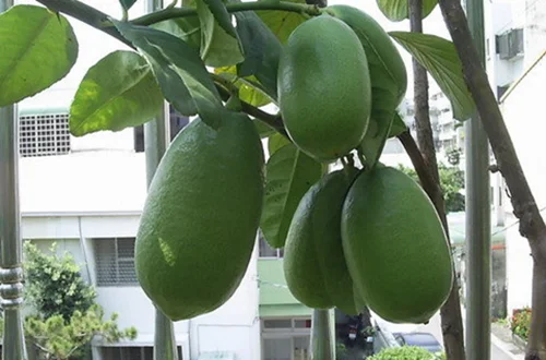 Лимонные деревья цитрусовые перфум