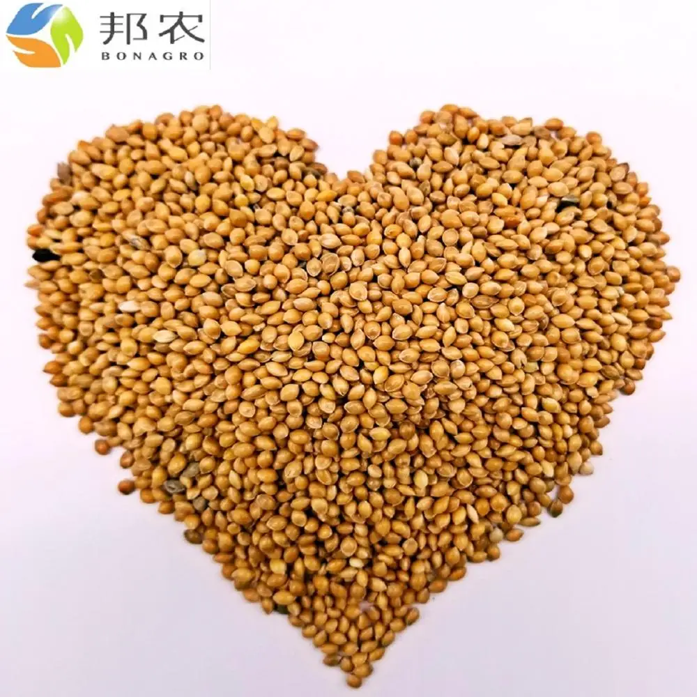 
Желтая проса 