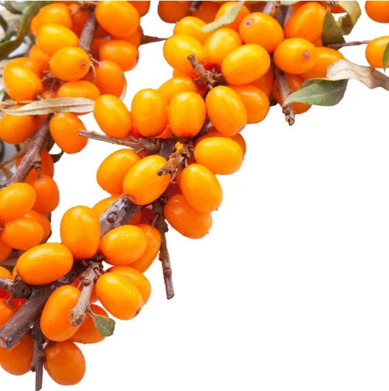 
Yao Shu Li Guo herb medicine Chinese Dried Fruits Sea Buckthorn Fruit | 