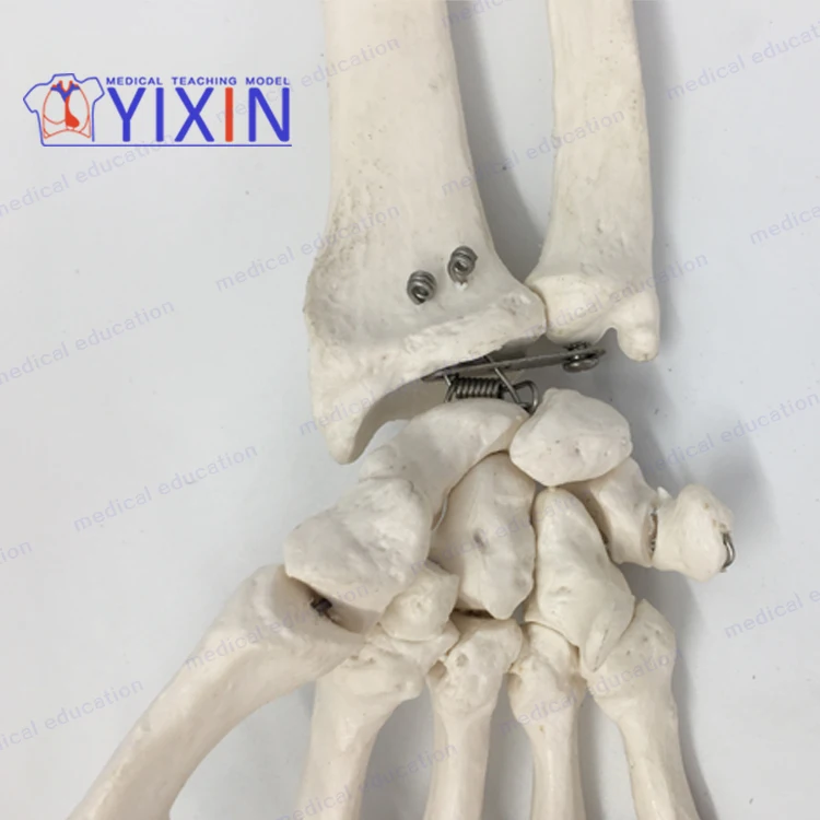 
Human skeletal model of upper limb, arm, scapula, clavicle and upper arm 