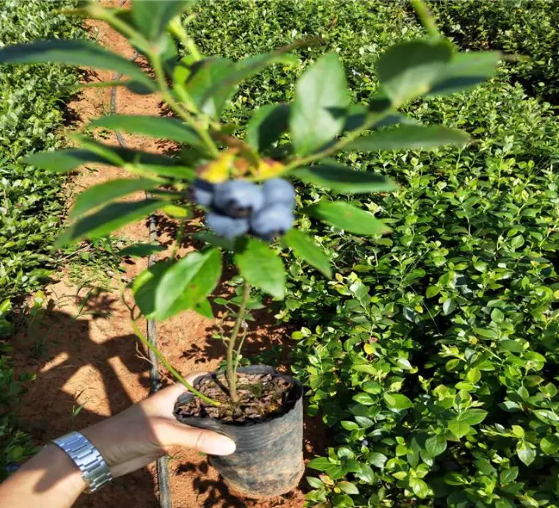 
NON-Gmo 3 years old Blueberry young plants for planting 