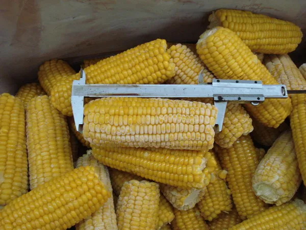 
yellow bulk sweet iqf frozen whole kernel corn 