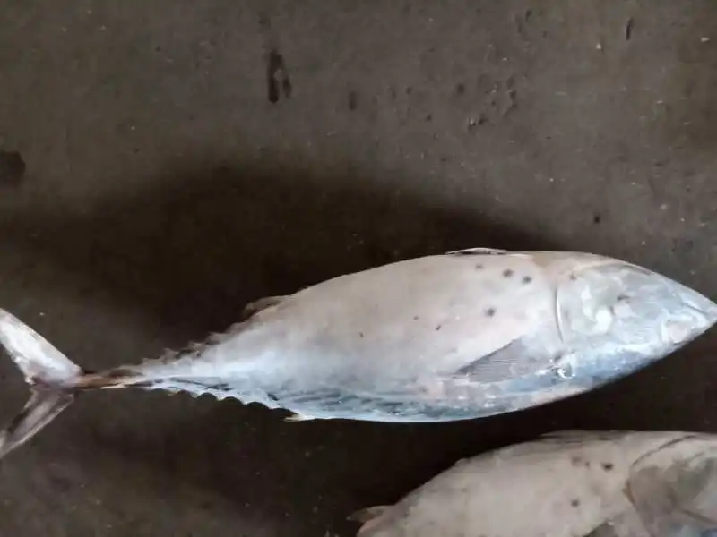 Низкая цена, морской свежий Захват, замороженный Бонито, тунец, Восточный туннец, 1 кг, вверх для рынка Вьетнама