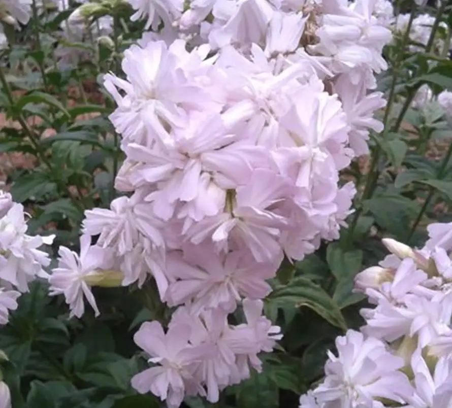 Fei zao cao high quality Pure  bouncingbet Saponaria officinalis seeds