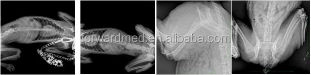 veterinary x ray machine/animal x-ray machine for vet