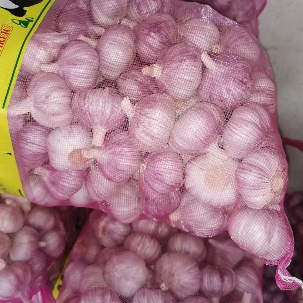Fresh normal white garlic price in china