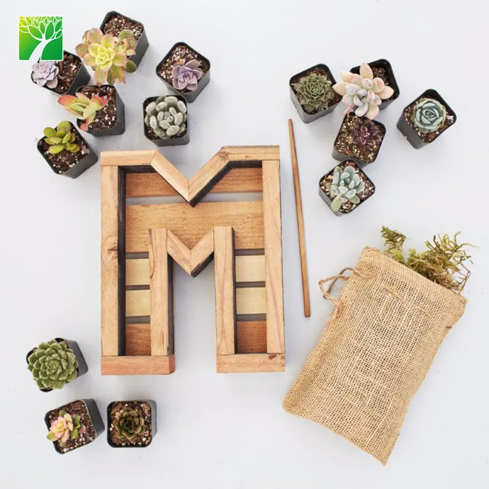 Amazon hot sale beautiful decoration plant redwood small letter kit