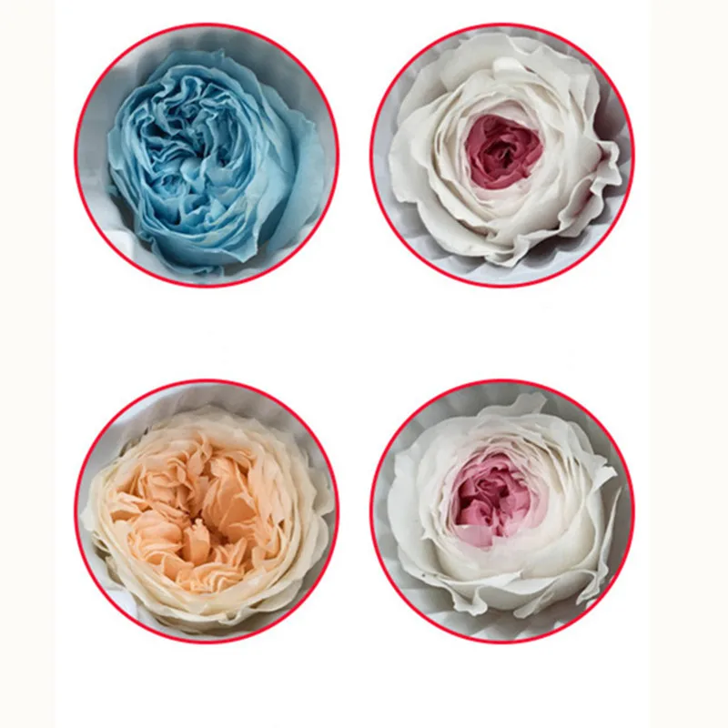 
Long Lasting Roses Preserved Flower Austin Rose for Decorative Flowers & Wreaths 