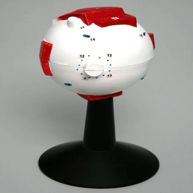 
Enlarged Plastic Human Anatomical Eye Model 