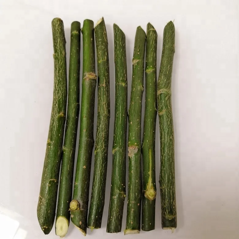 Новая резка для выращивания ивы