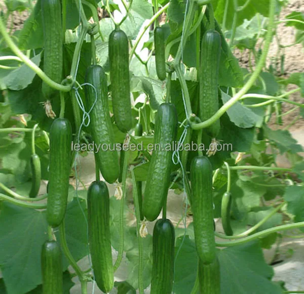 JCU07 Tianhui parthenocarpy hybrid cucumber seeds f1