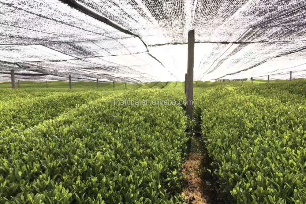 matcha latte mix jade leaf matcha green tea japanese matcha powder