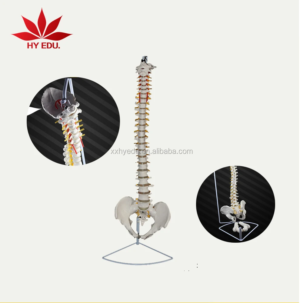 medical anatomical human life size vertebral column spine model for Education Supplies