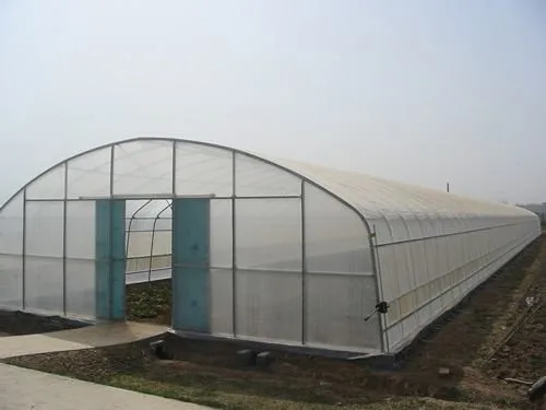 high quality tunnel greenhouse with succulent fleshiness