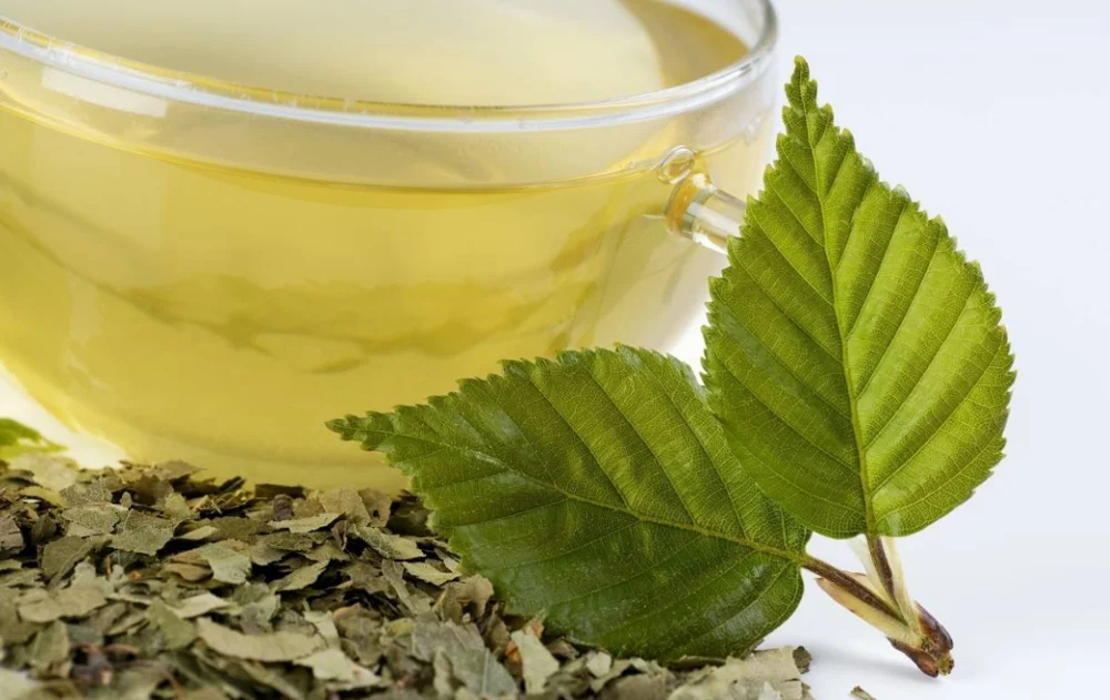 
Organic Birch Leaf Herb Tea / Air Dried Betula pendula leaf 