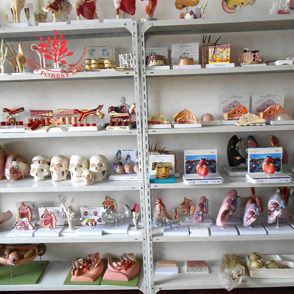 Натуральный размер, 7 частей шейного позвонка, 3 типа позвоночника