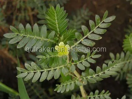
100% Natural Saponins 20%~90% Tribulus Terrestris Extract 