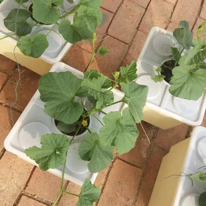 Food-grade Material Hydroponic  Dutch Bato Bucket Hydroponic Growing Systems