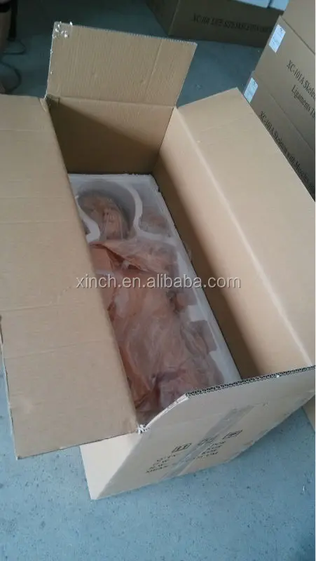 XC-401D Used Nursing Training Manikins For Medical Students