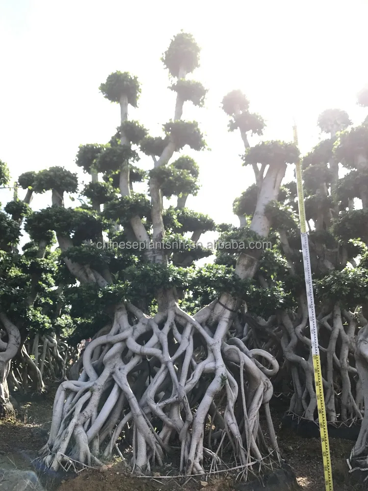 
Ficus microcarpa 8 shape, bonsai trees for outdoor 
