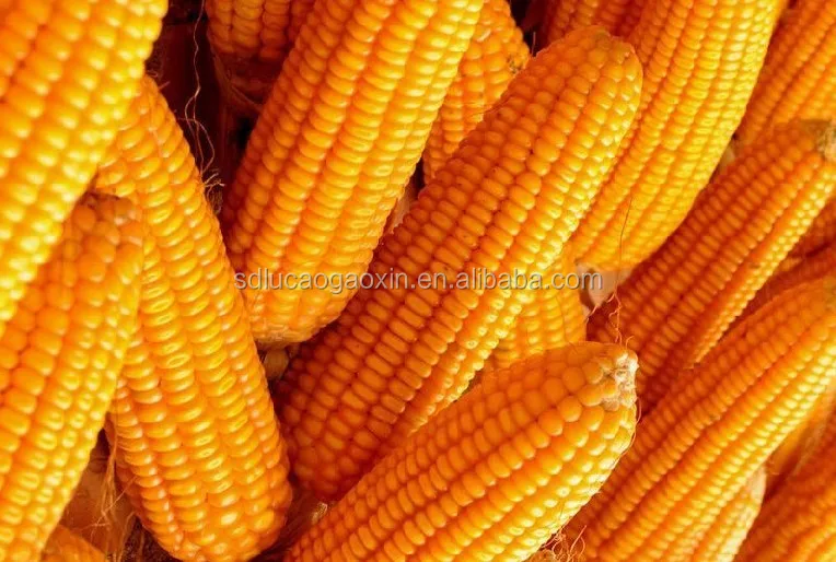 6FW-G12 corn maize wheat beans grain cleaning machine