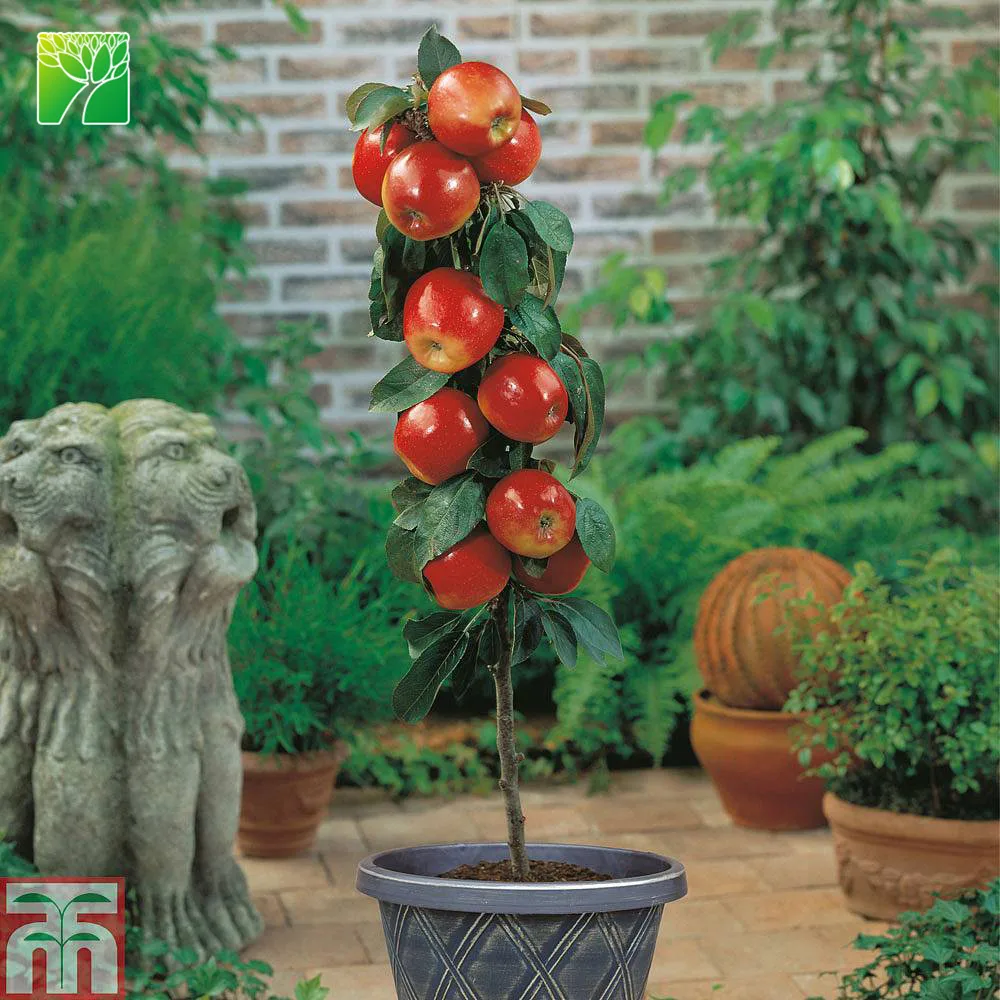 Яркое солнце, высота до 100 см, гала, яблоко, карликовый пицер, Малус пумила