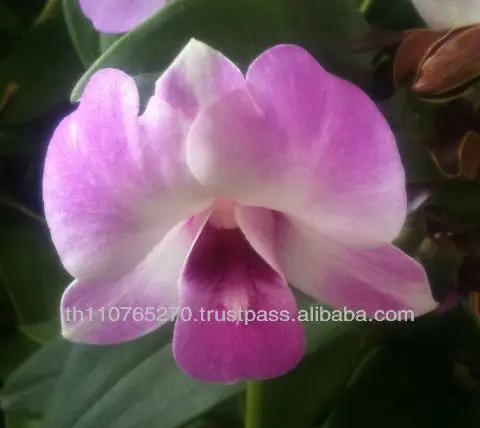 
BB Orchids Dendrobium plants big sweet pink 