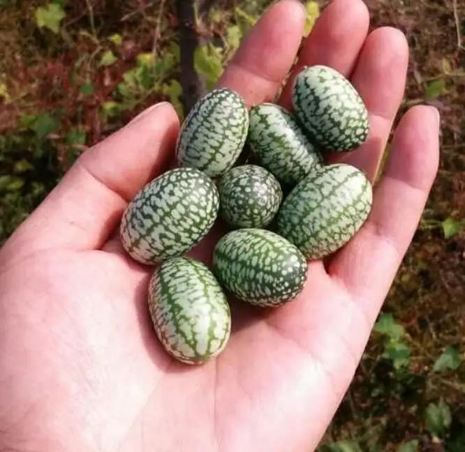 High yeild finger watermelon Mexican miniature watermelon seeds