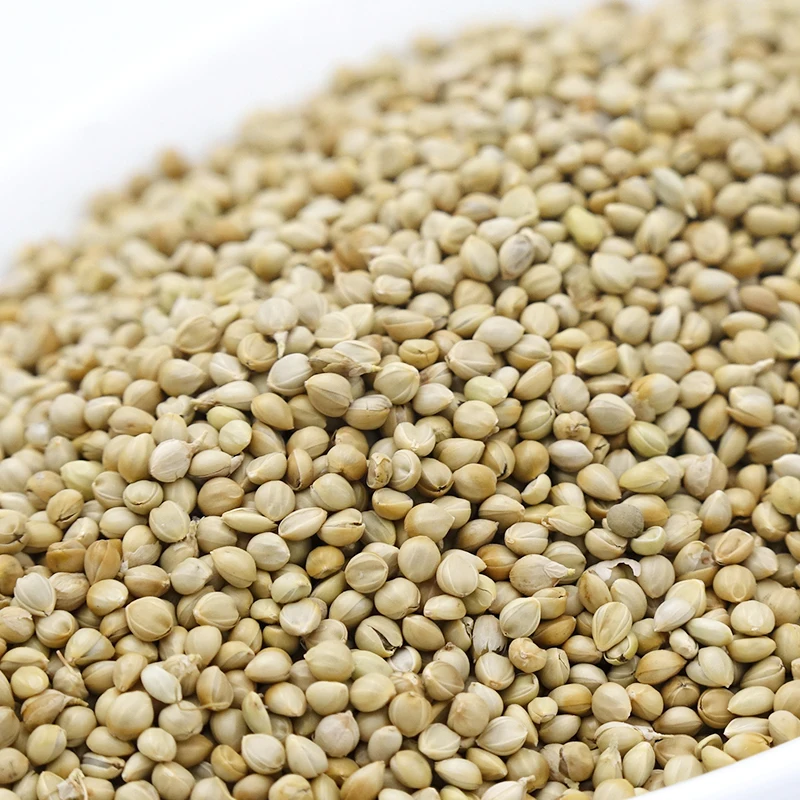 
New crop white foxtail millet for bird seed 