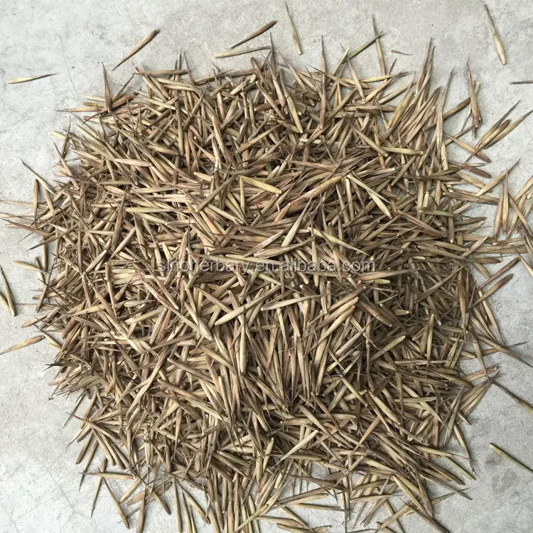 Различные виды семян бамбука ландшафтное растение черные бамбуковые семена для продажи