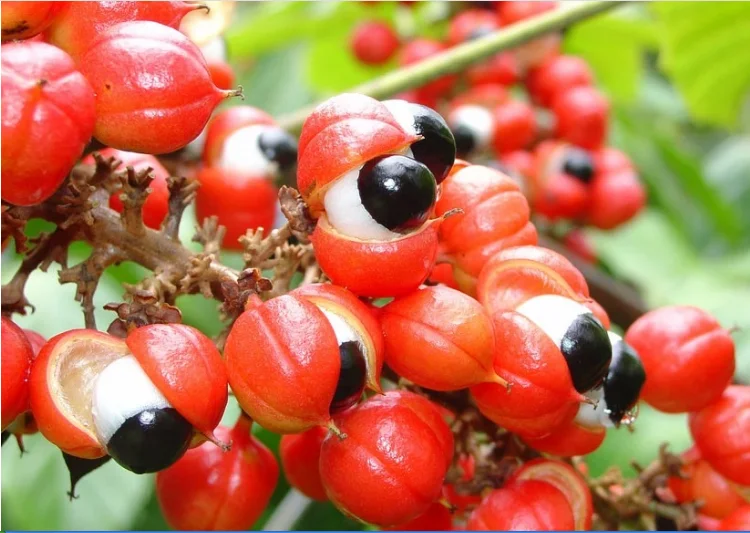 
weight loss natural guarana p.e. guarana seed extract/water soluble guarana extract 