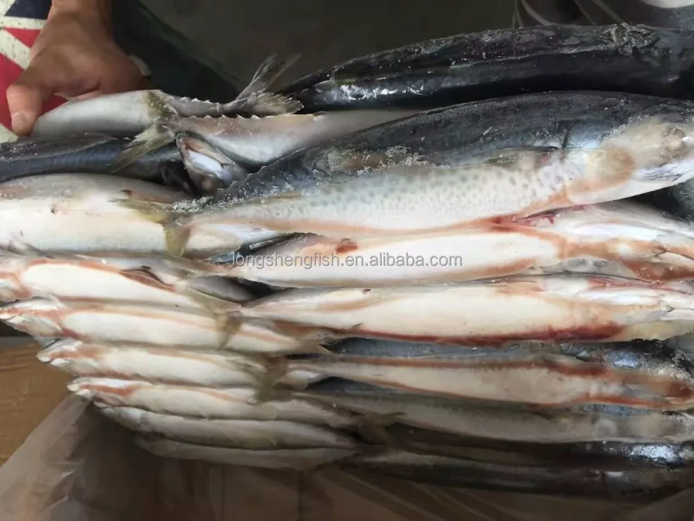 Hot Selling Cheap Price China fish factory Wholesale sea Frozen Pacific Mackerel