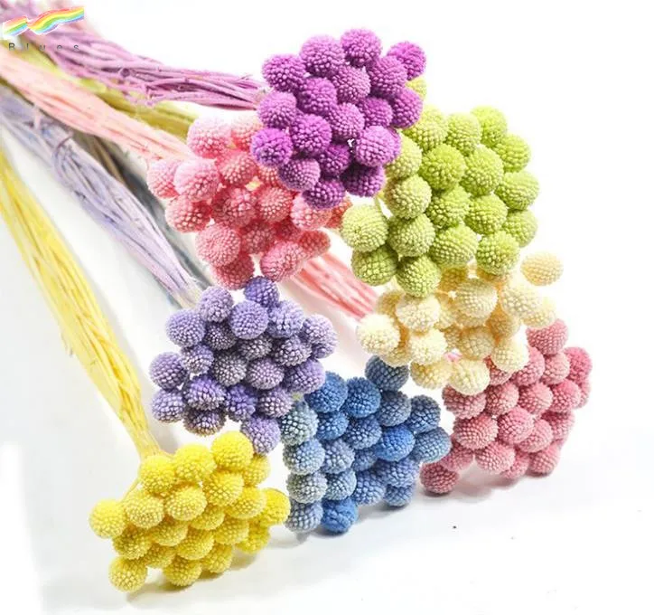 
Natural Craspedia Billy Balls Preserved Golden Ball Dried Flower for Decoration 20pcs/bag 