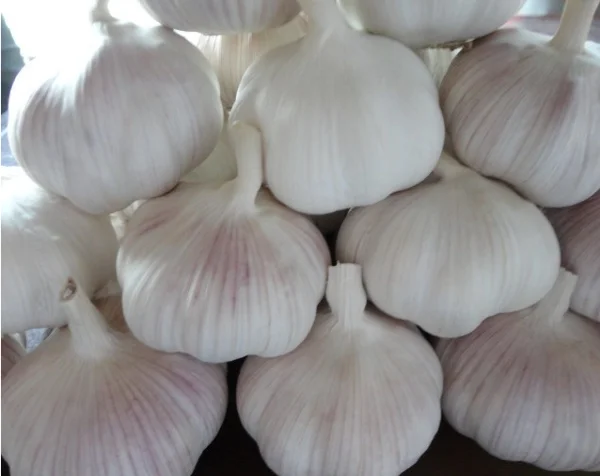 fresh garlic