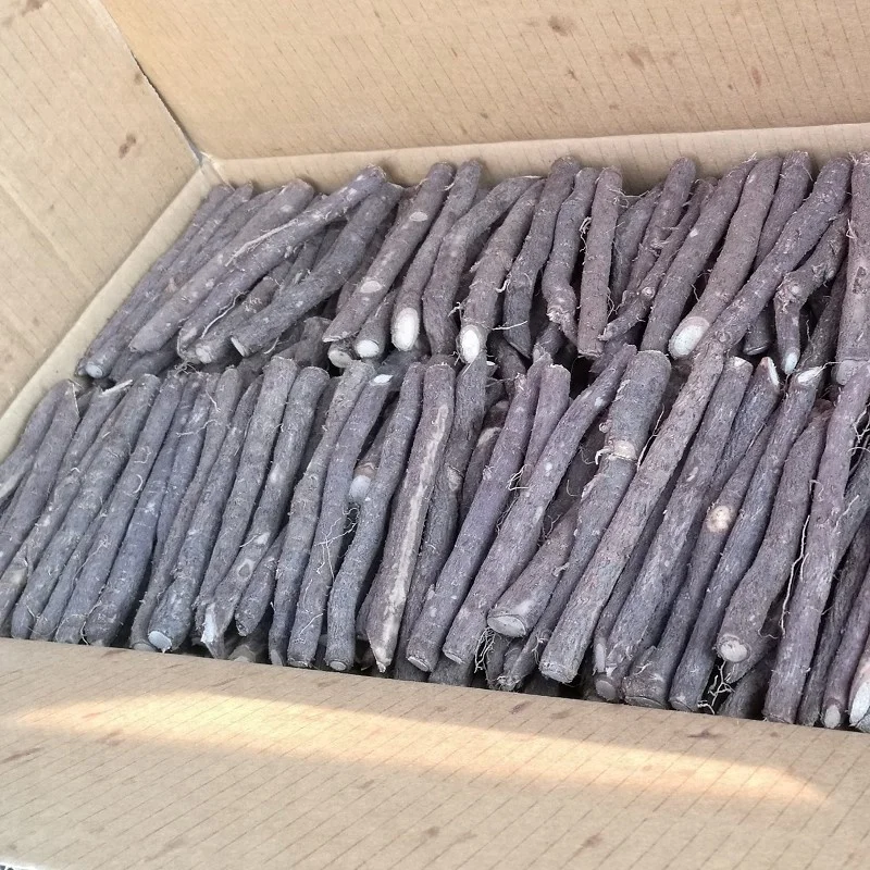 
China fast grow cold resistant 99% germinate paulownia 9501 seed plants for growing 