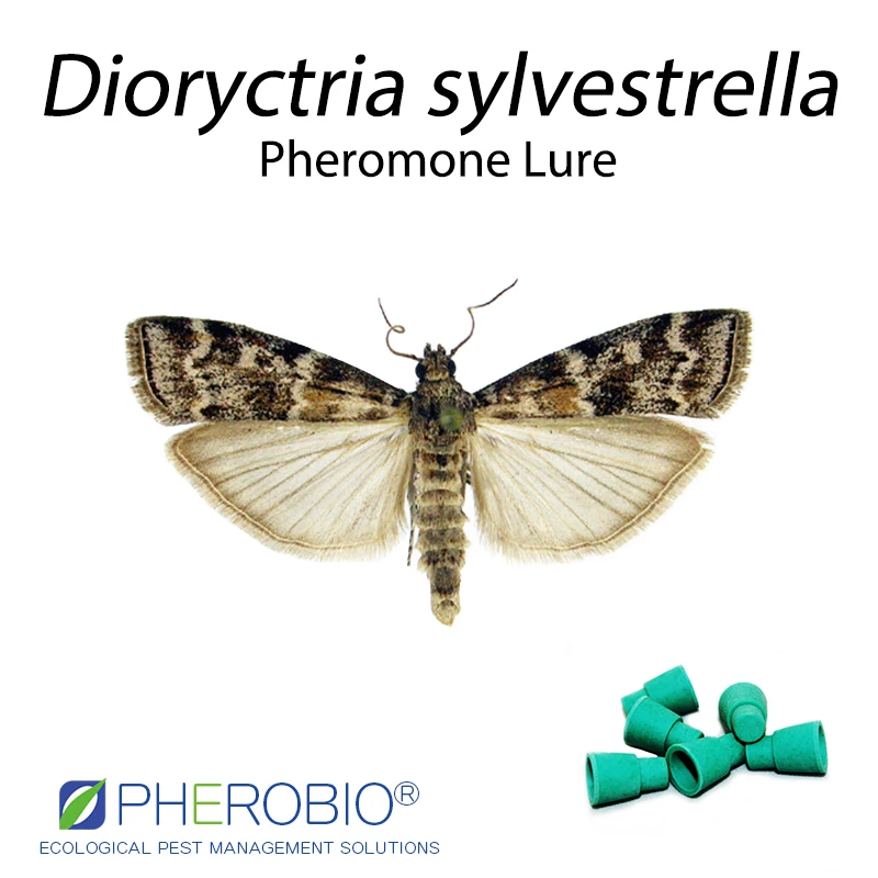 
New pine knot-horn Dioryctria sylvestrella pheromone lure pheromone trap 