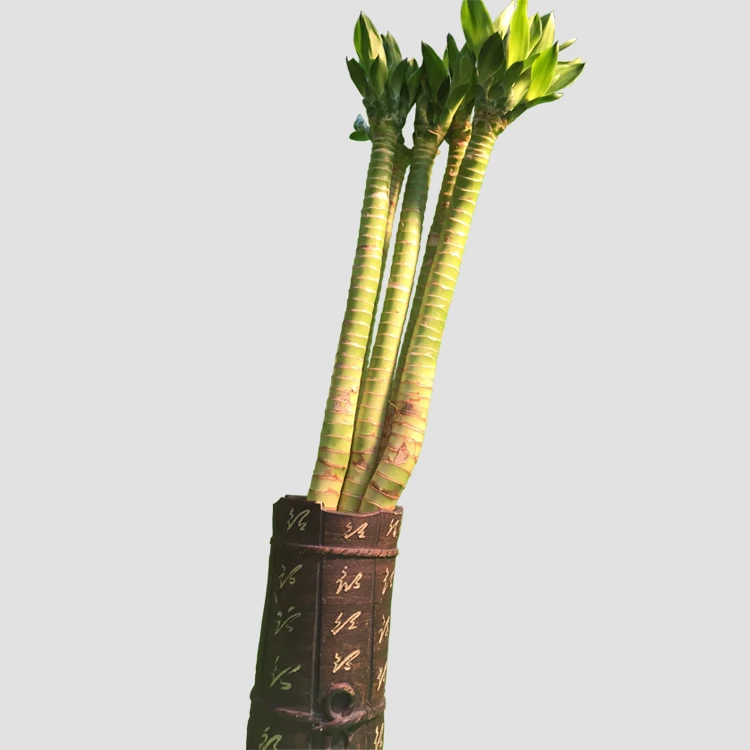 lotus lucky bamboo  artifical bonsai dracaena sanderiana