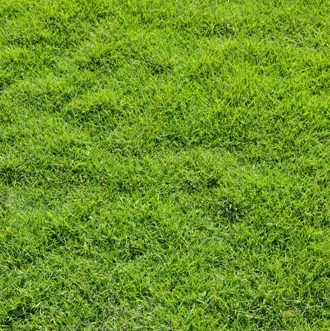 
Trample-resistant Lawn seed high quality Zoysia tenuifolia used airport runway lawn 