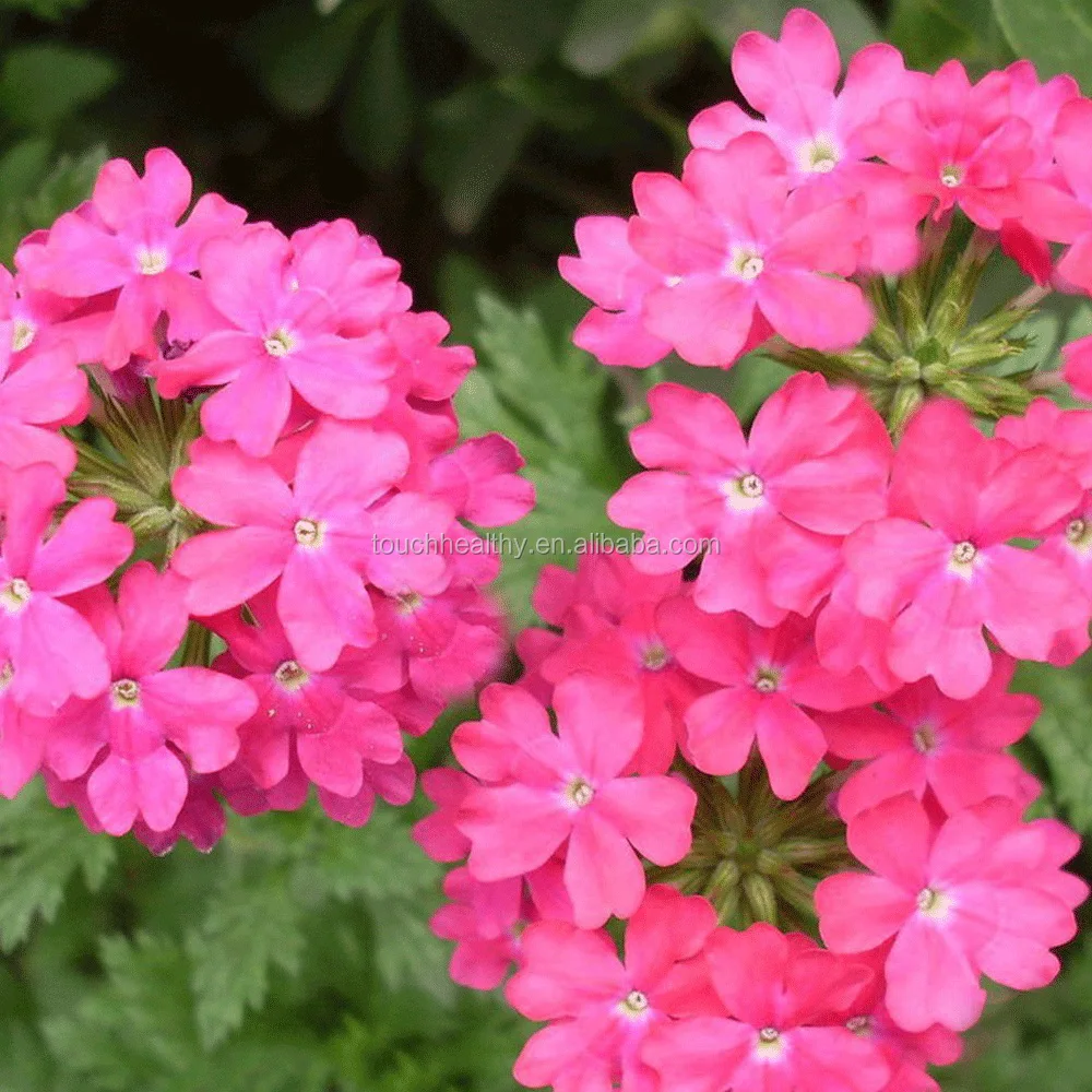 2021 Touchhealthy поставка, горячий продукт, Семена вербены гибридной для посева 500 грамм/пакеты