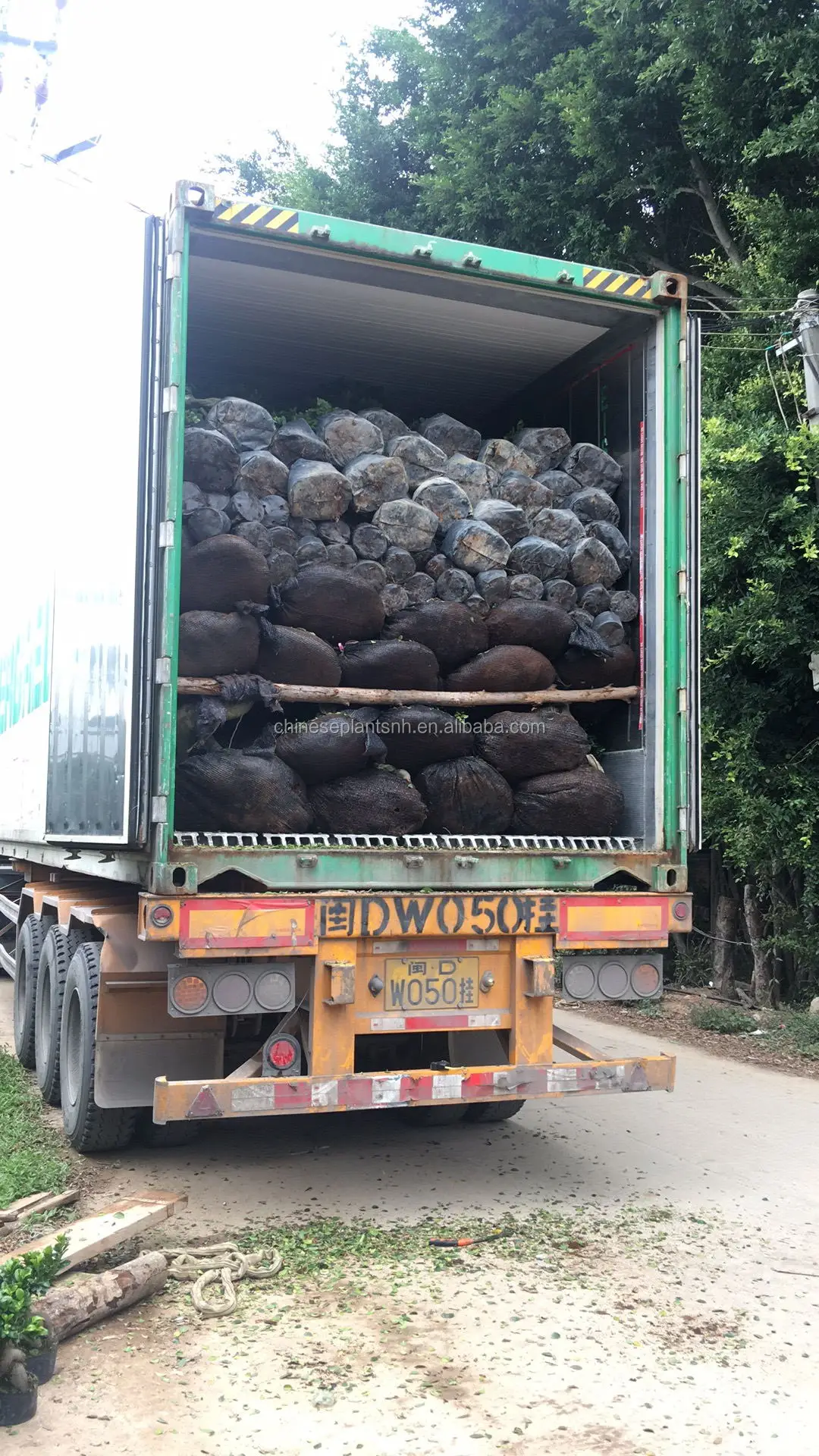 
Outdoor pants Big ficus tree ficus microcarpa bonsai 