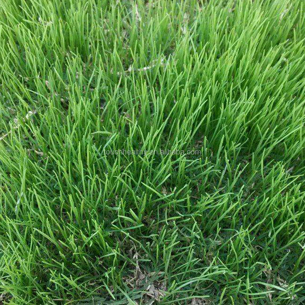 
2021 perennial ryegrass seeds forage seeds grass seeds Spikes terminal, close, 5 to 12 cm 