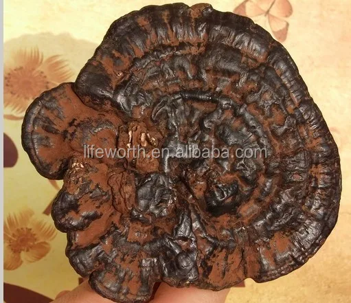 Diet slimming coffee with ganoderma lucidum,/spore /reishi extract