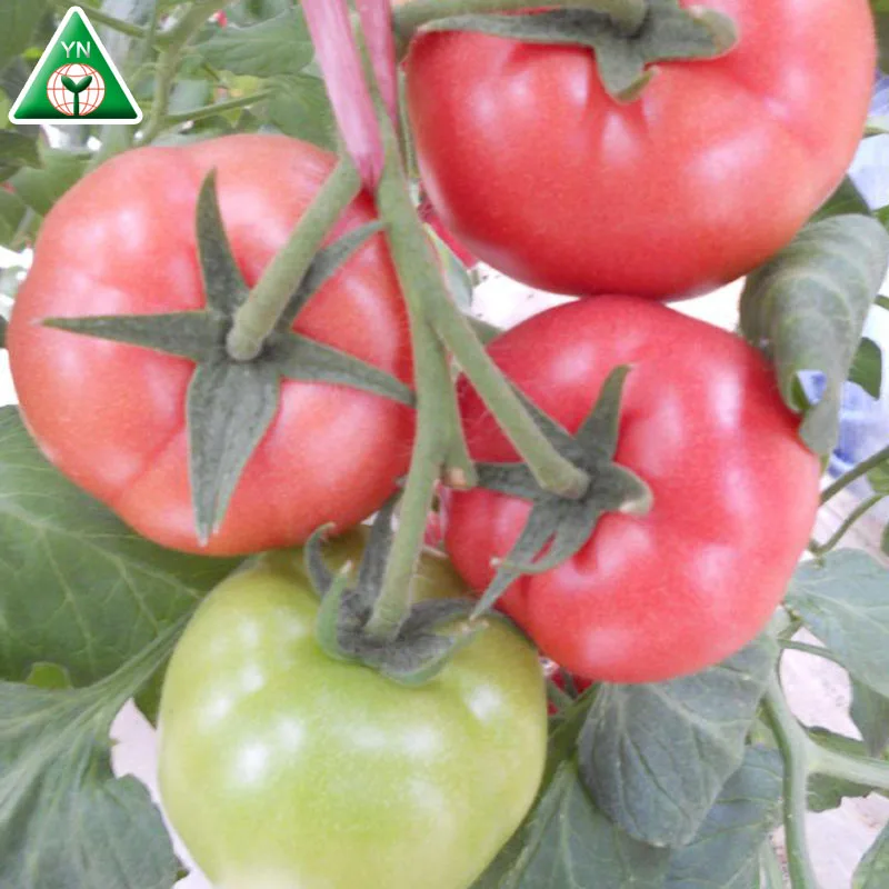 BOB(98-99) F1 Seed Companies F1 Heat Humidity Tolerance Hybrid Red Tomato Seeds