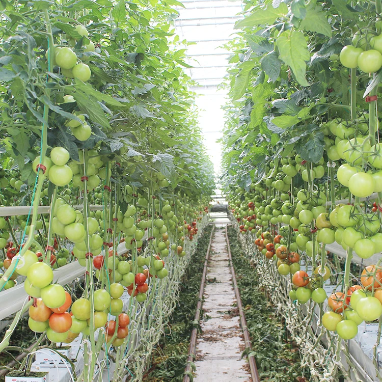 
Agricultural Glass Panel Galvanized Steel Structure Greenhouse For Tomato 
