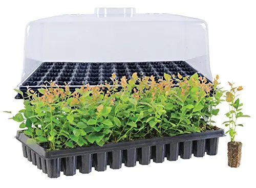 Chin-Up Cheap plastic hydroponics propagation kits,dome, tray for plants propagation
