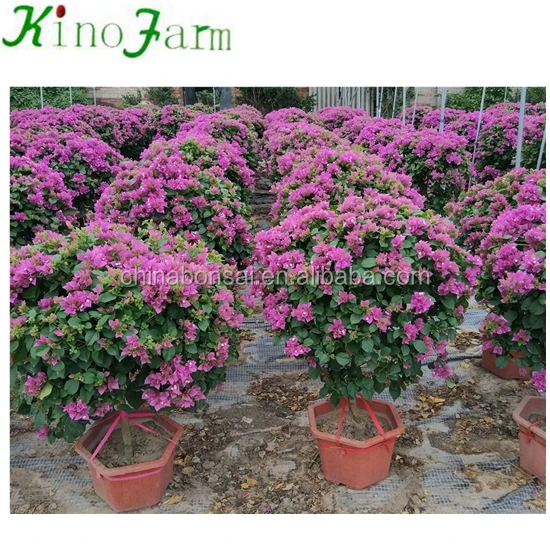 
Natural Plants Flowering Bougainvillea Bonsai 