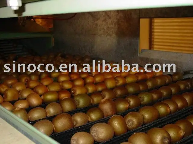 
new crop kiwifruit 