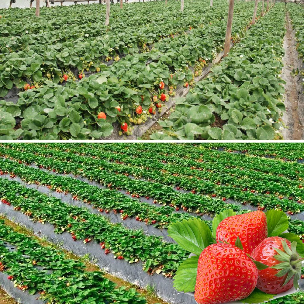 Сублимационной Сушке Клубника Ломтик